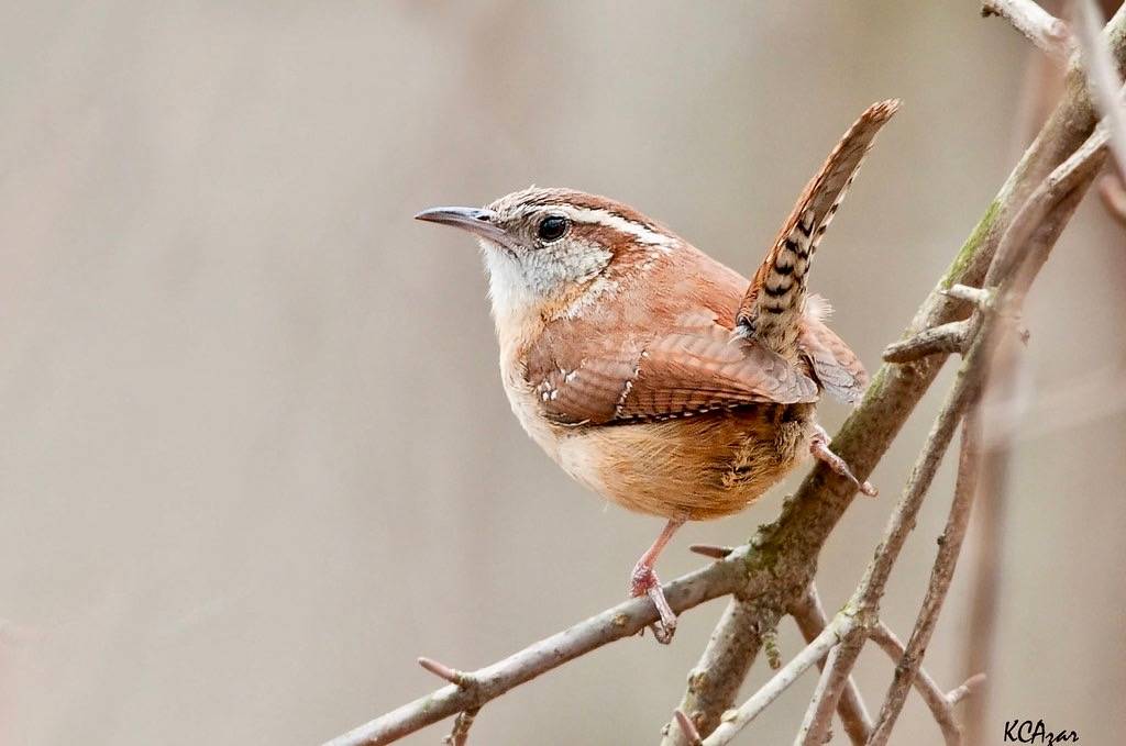 Carolina Wren by Kelly Colgan Azar is licensed under CC BY-ND 2.0
